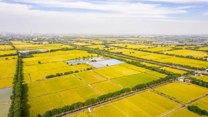 浙農科技海寧馬橋萬畝方項目入選省級&ldquo;未來農場&rdquo;