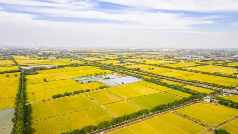 AI賦能春耕生產(chǎn)  海寧馬橋萬(wàn)畝方項(xiàng)目獲《新聞聯(lián)播》報(bào)道