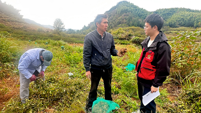 浙農(nóng)中藥磐安白術(shù)基地迎來豐收 質(zhì)效雙優(yōu)助力產(chǎn)業(yè)振興
